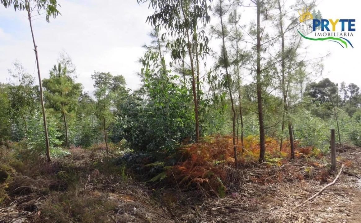 Terreno para Venda em Cabeçudo Foto 10
