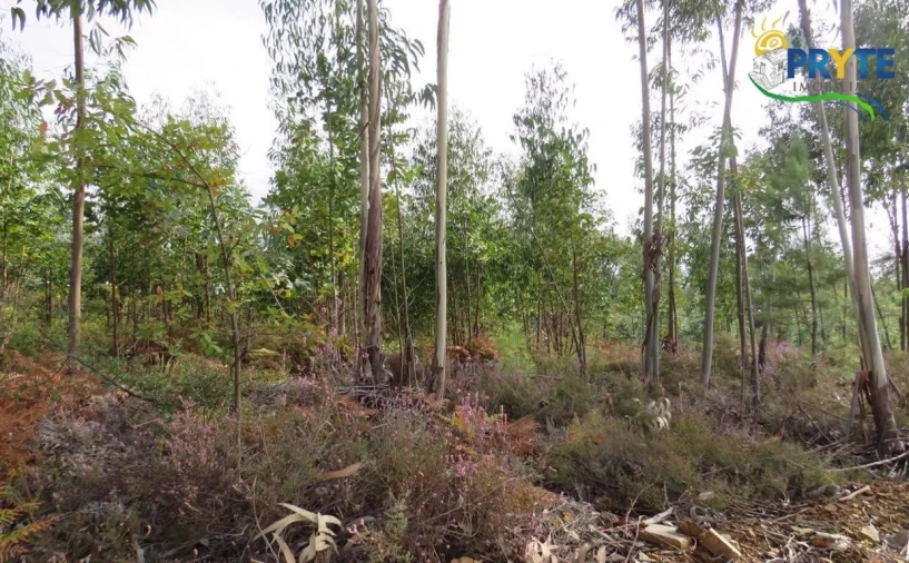 Terreno para Venda em Cabeçudo