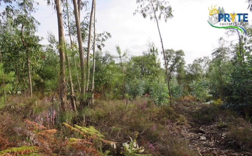 Terreno para Venda em Cabeçudo Foto 2
