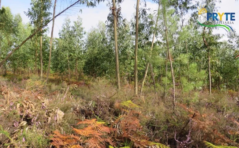 Terreno para Venda em Cabeçudo Foto 3