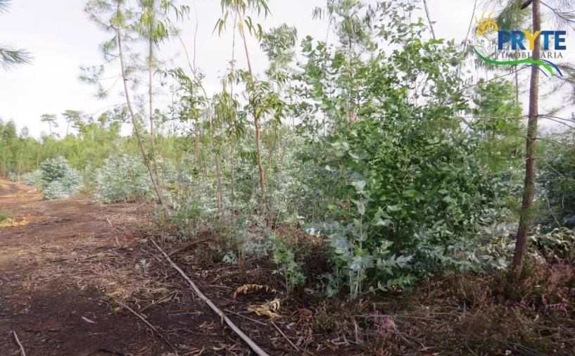 Terreno para Venda em Cabeçudo Foto 6