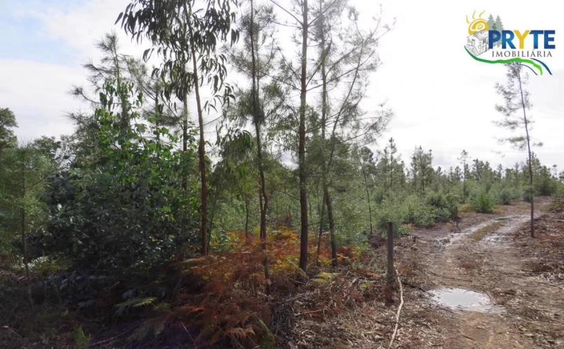 Terreno para Venda em Cabeçudo Foto 11
