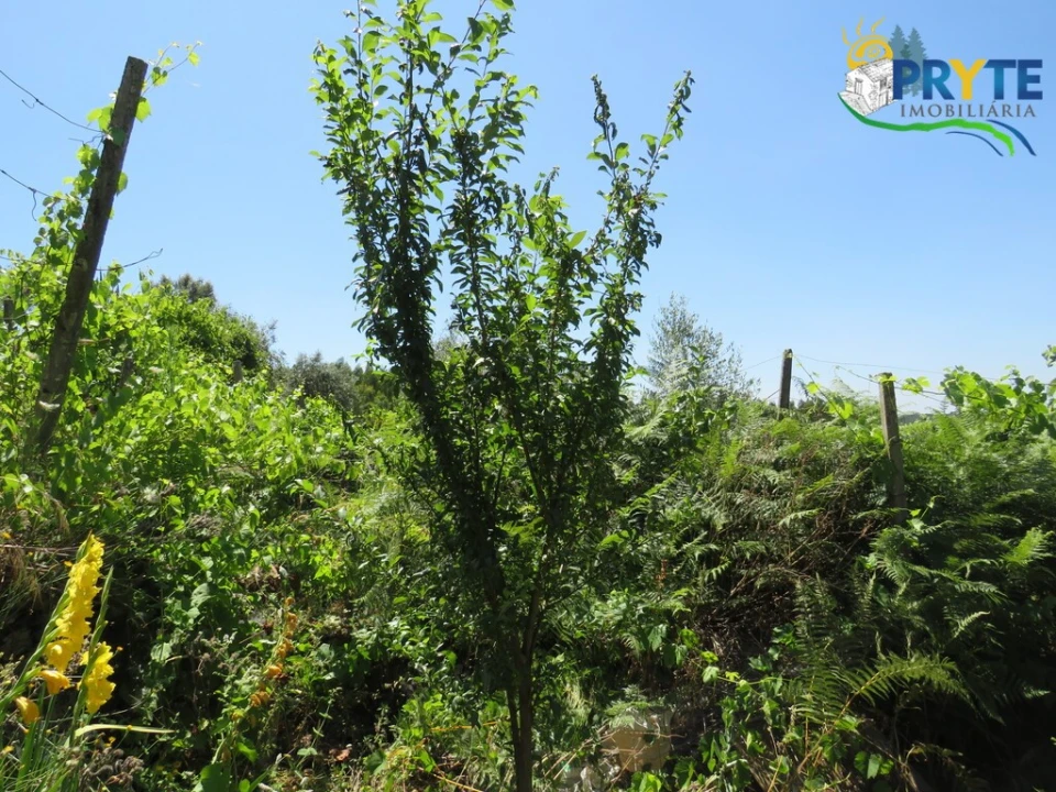 Moradia T1 para Venda em Gois Foto 17