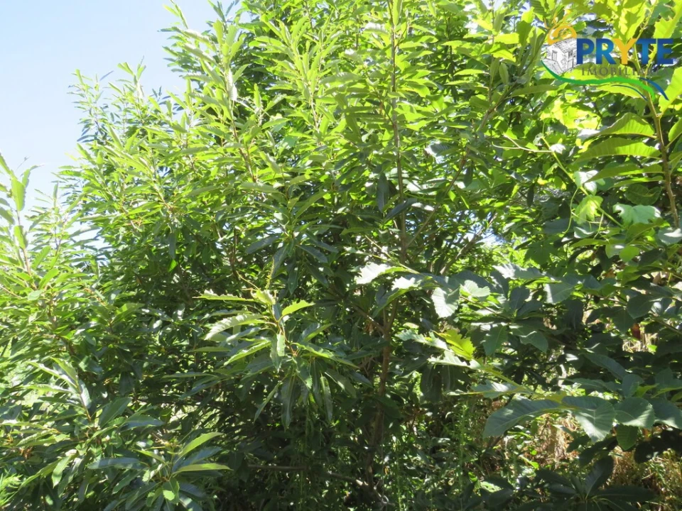 Moradia T1 para Venda em Gois Foto 18