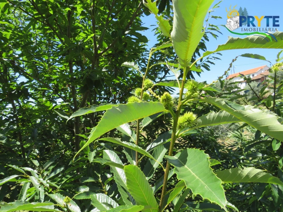 Moradia T1 para Venda em Gois Foto 21