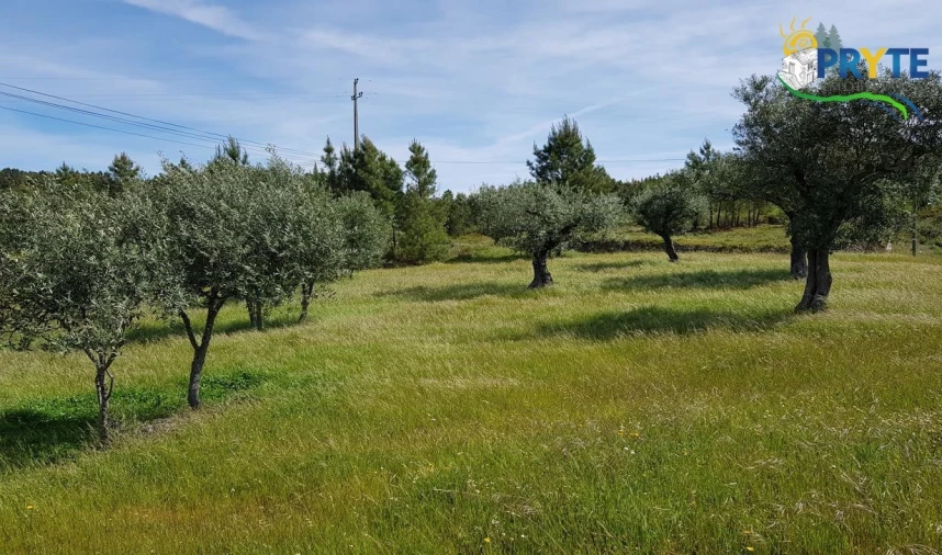 Terreno para Venda em Cumeada e Marmeleiro Foto 2