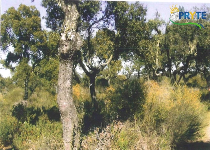 Terreno para Venda em Rosmaninhal