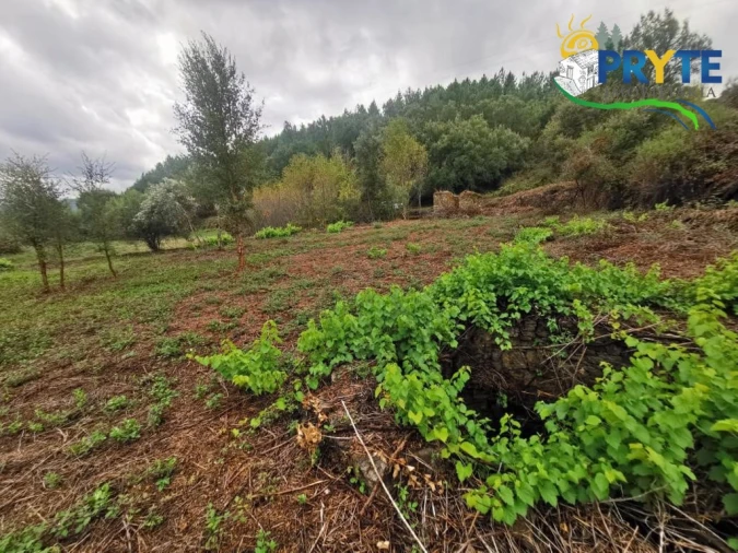 Quinta para Venda em Sertã Foto 24