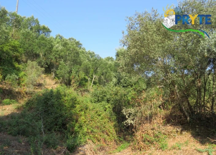 Quinta para Venda em Sertã Foto 69