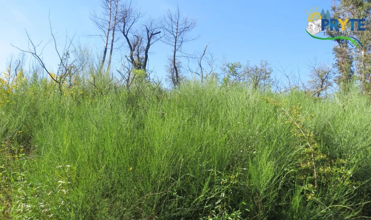 Terreno para Venda em Varzea dos Cavaleiros Foto 17