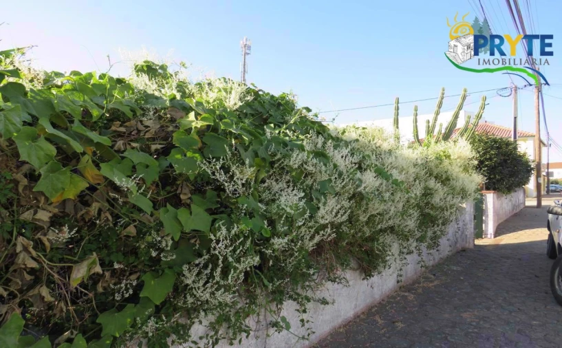 Quinta T3 para Venda em Cernache do Bonjardim, Nesperal e Palhais Foto 5