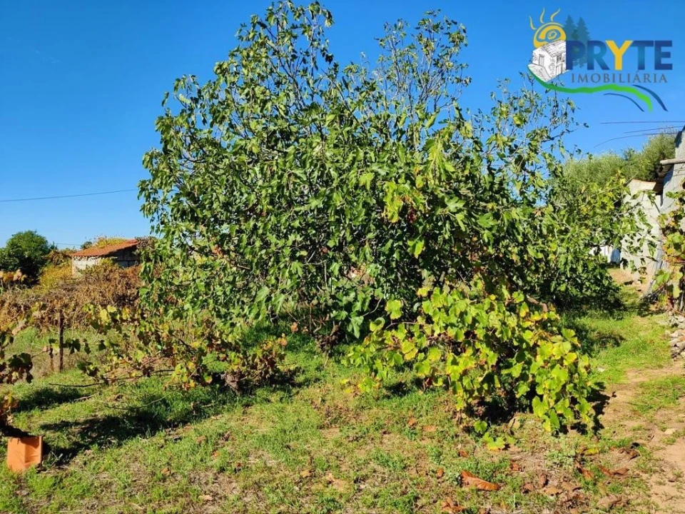 Terreno para Venda em Belver Foto 6