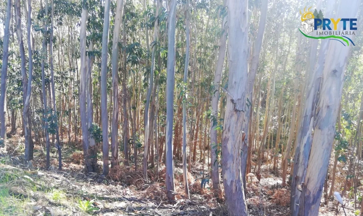 Terreno para Venda em Pedrogão Grande Foto 1