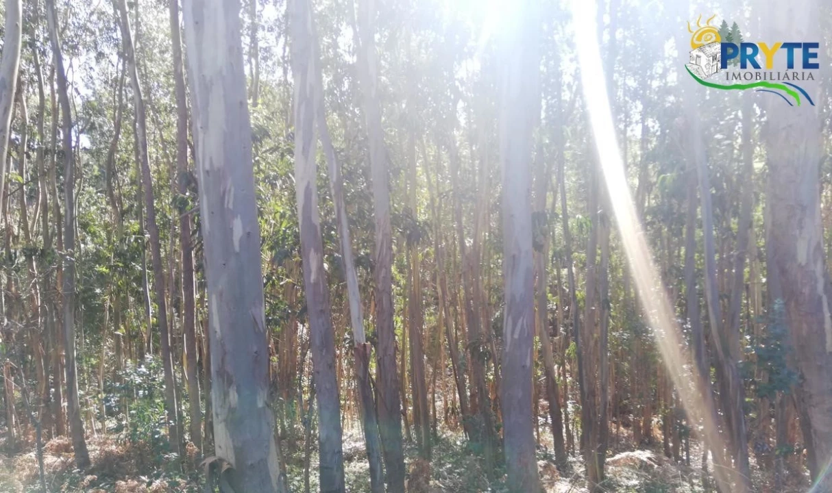Terreno para Venda em Pedrogão Grande Foto 3