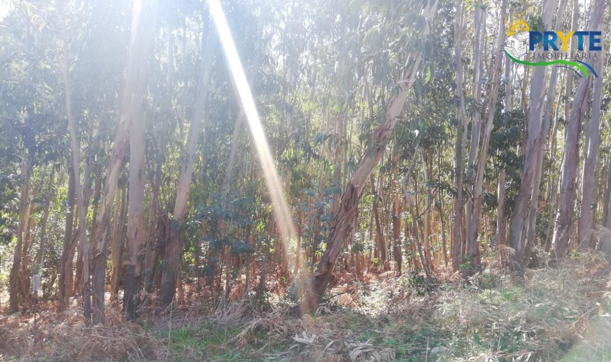 Terreno para Venda em Pedrogão Grande Foto 4