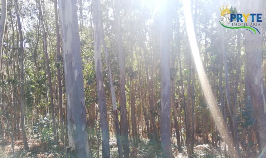 Terreno para Venda em Pedrogão Grande Foto 3