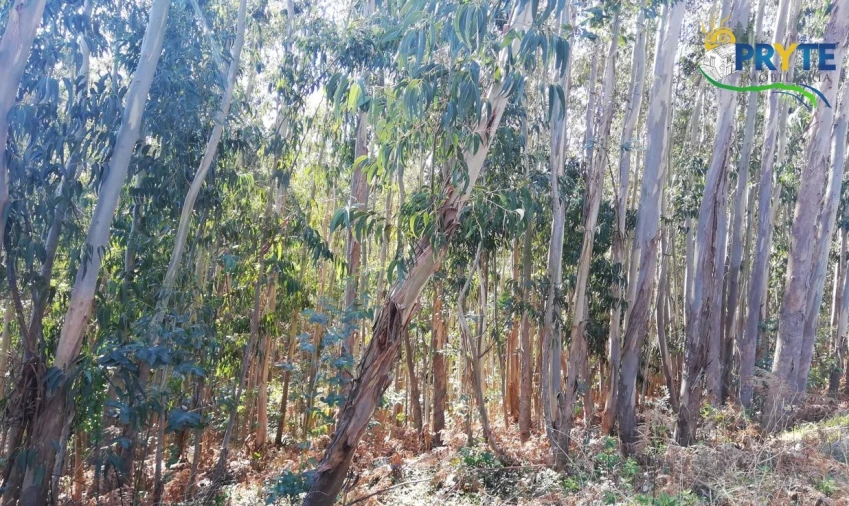 Terreno para Venda em Pedrogão Grande Foto 5
