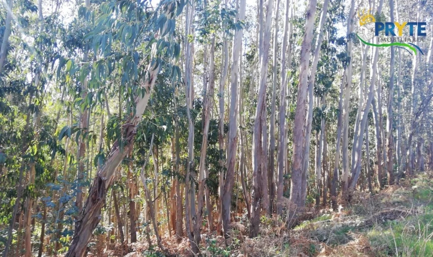 Terreno para Venda em Pedrogão Grande Foto 6