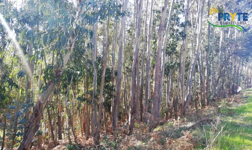 Terreno para Venda em Pedrogão Grande Foto 7