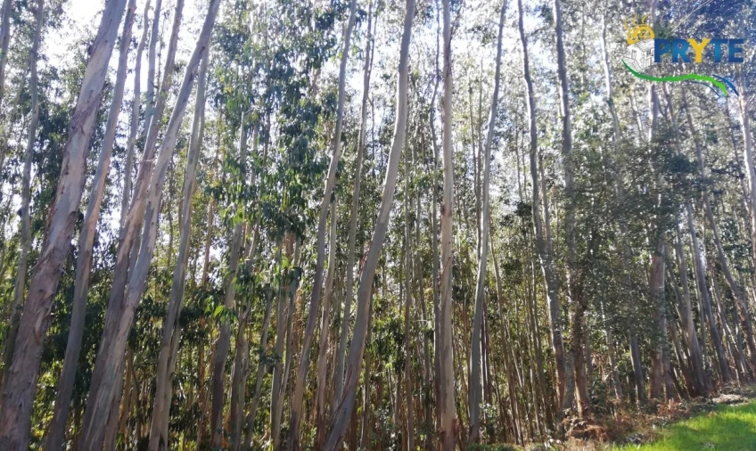 Terreno para Venda em Pedrogão Grande Foto 9