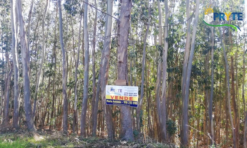 Terreno para Venda em Pedrogão Grande Foto 11