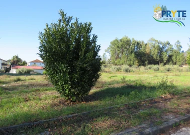 Terreno para Venda em Cernache do Bonjardim, Nesperal e Palhais