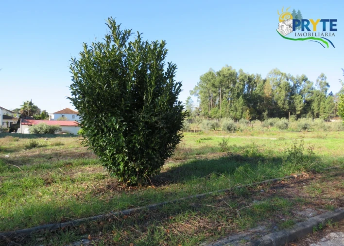 Terreno para Venda em Cernache do Bonjardim, Nesperal e Palhais Foto 4