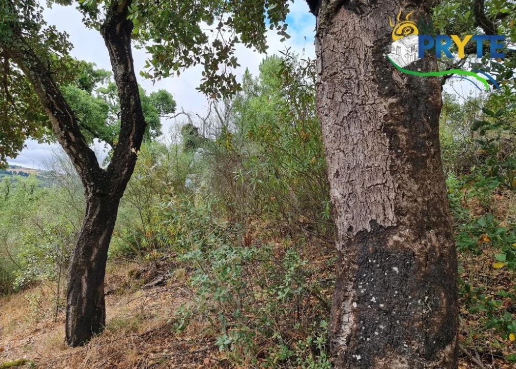 Quinta para Venda em Salgueiro do Campo Foto 7