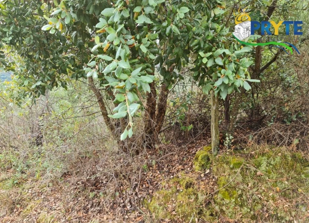 Quinta para Venda em Salgueiro do Campo Foto 8