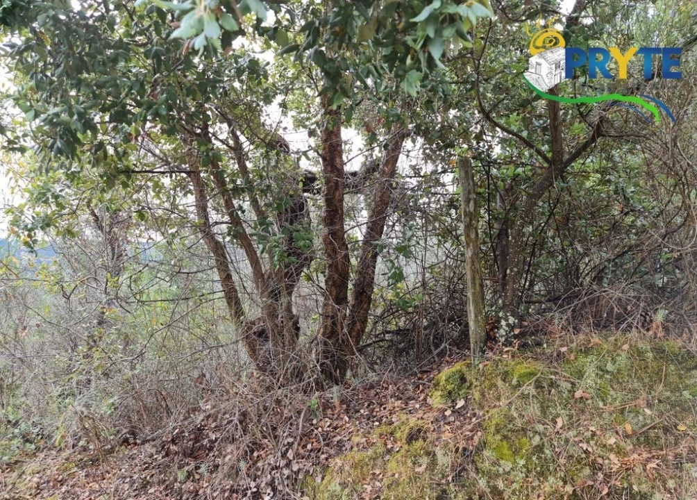 Quinta para Venda em Salgueiro do Campo Foto 9