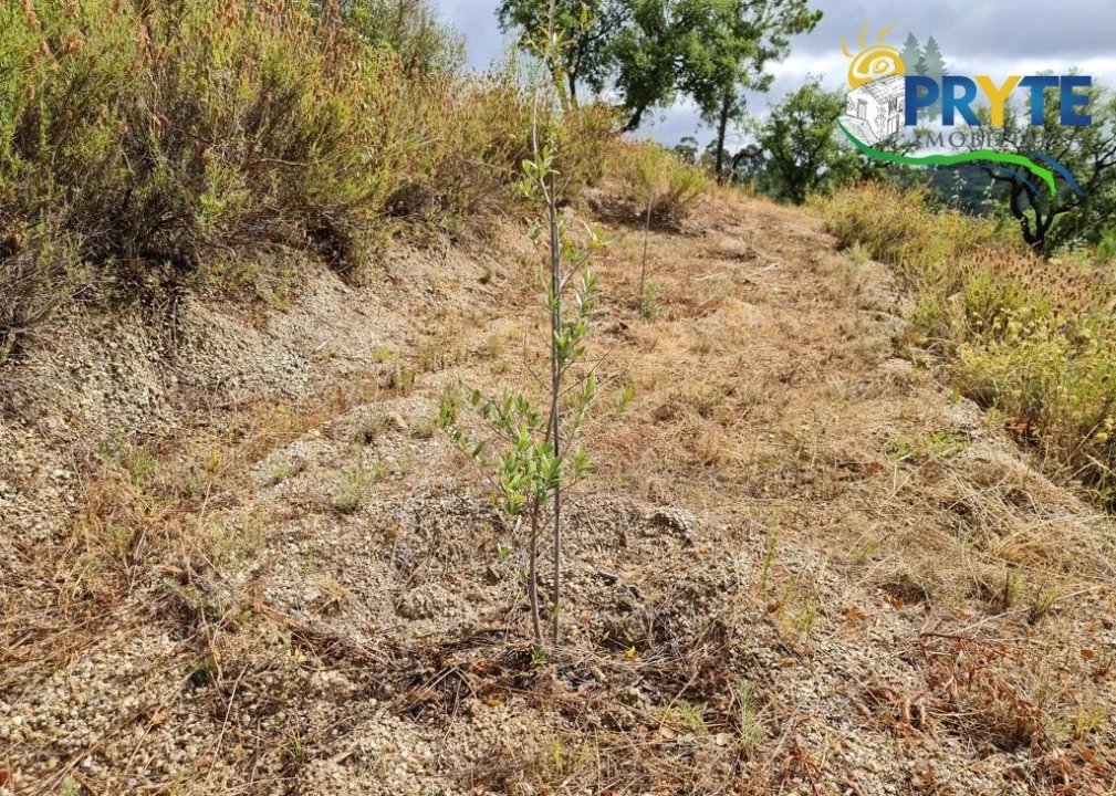 Quinta para Venda em Salgueiro do Campo Foto 19