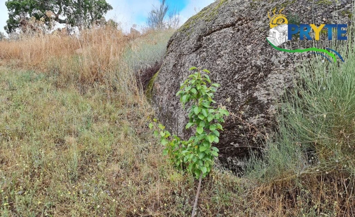 Quinta para Venda em Salgueiro do Campo Foto 23