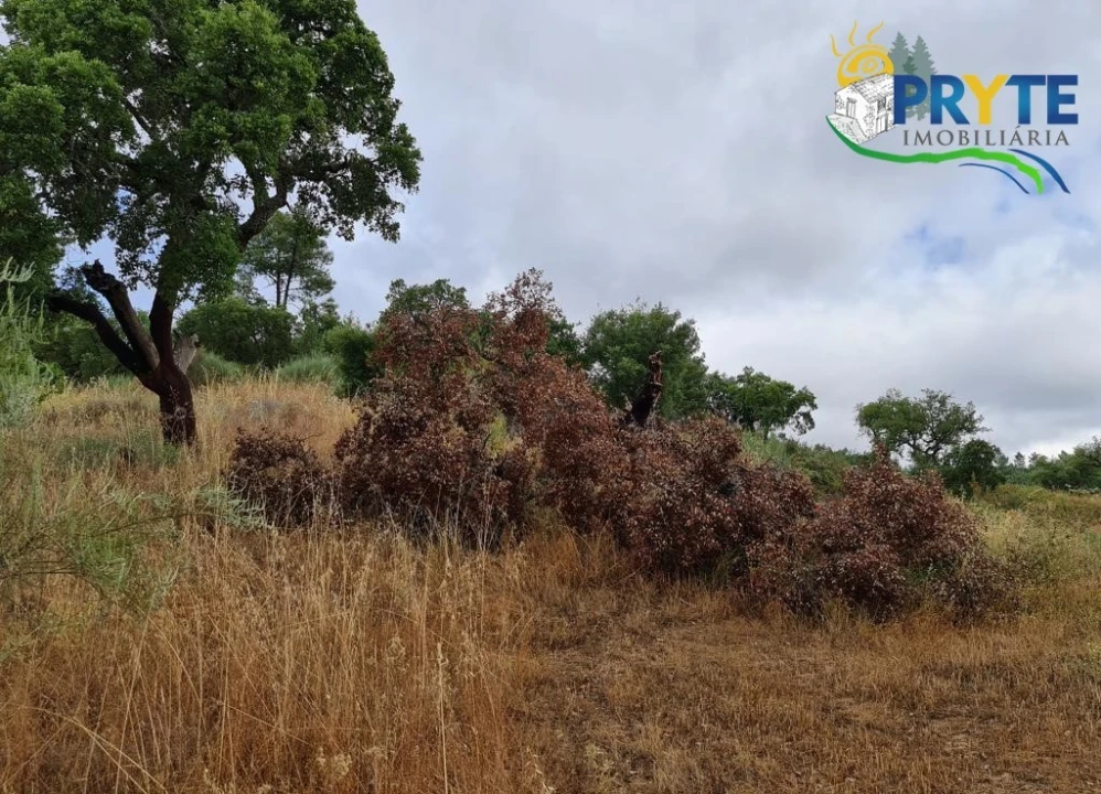 Quinta para Venda em Salgueiro do Campo Foto 24