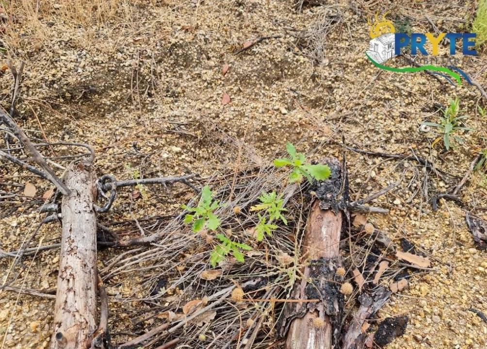 Quinta para Venda em Salgueiro do Campo Foto 35
