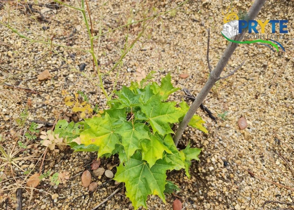 Quinta para Venda em Salgueiro do Campo Foto 36