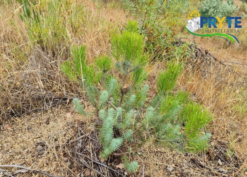Quinta para Venda em Salgueiro do Campo Foto 37
