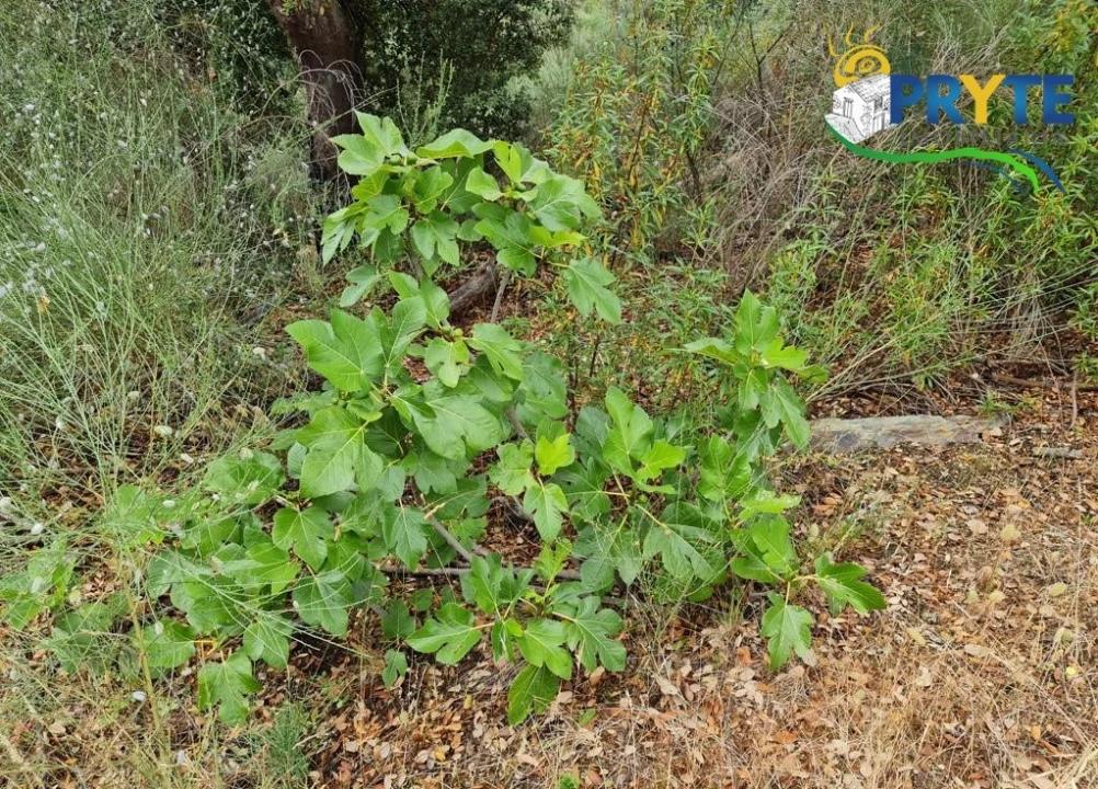 Quinta para Venda em Salgueiro do Campo Foto 41