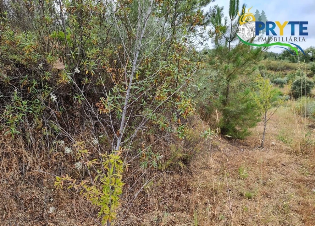 Quinta para Venda em Salgueiro do Campo Foto 44