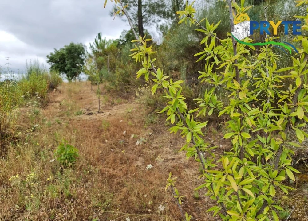 Quinta para Venda em Salgueiro do Campo Foto 45