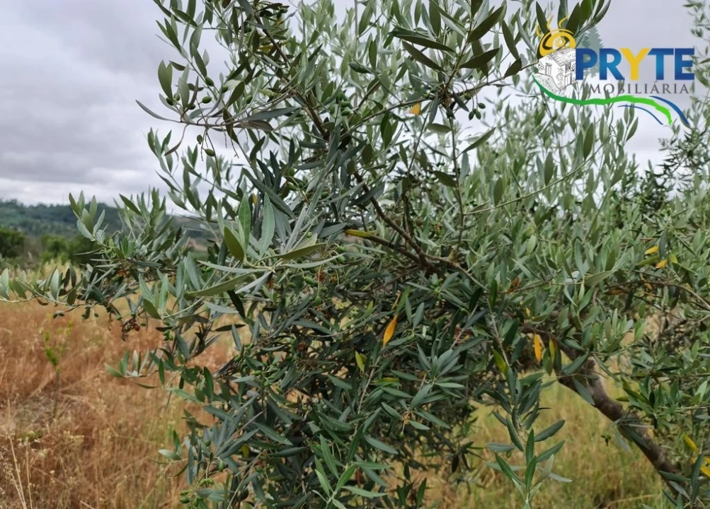 Quinta para Venda em Salgueiro do Campo Foto 46