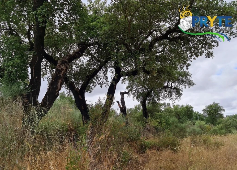Quinta para Venda em Salgueiro do Campo Foto 51