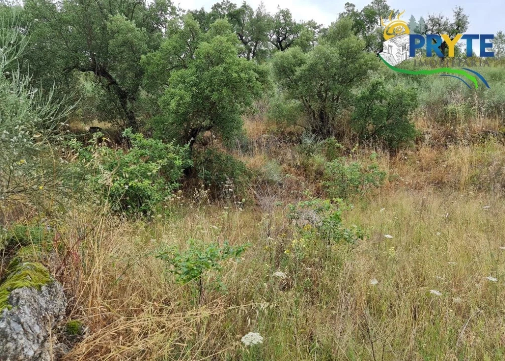 Quinta para Venda em Salgueiro do Campo Foto 55