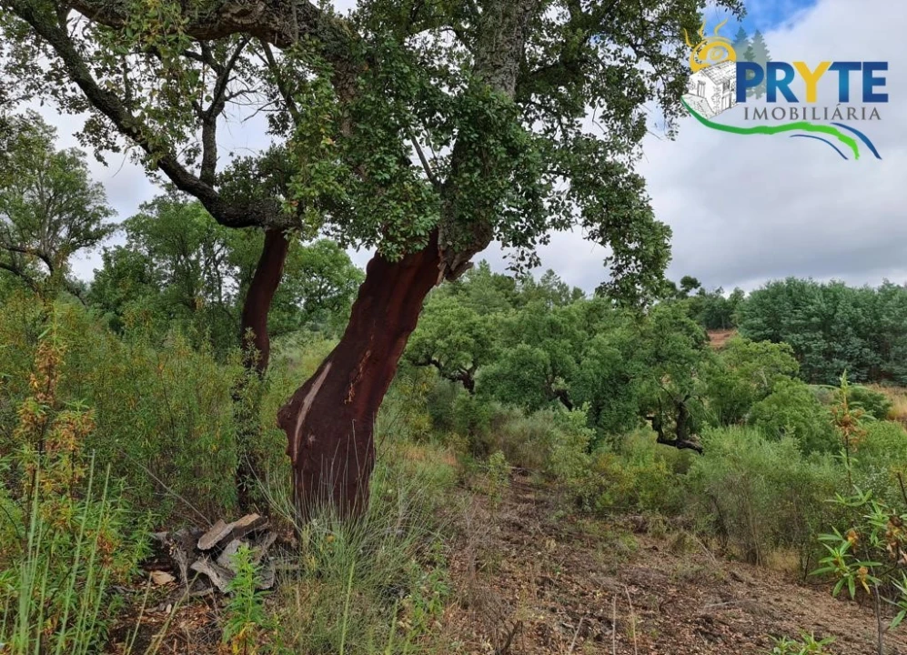 Quinta para Venda em Salgueiro do Campo Foto 66