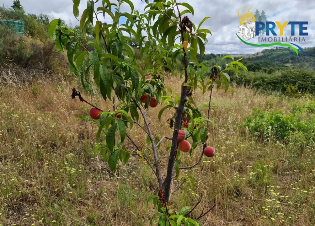Quinta para Venda em Salgueiro do Campo Foto 78