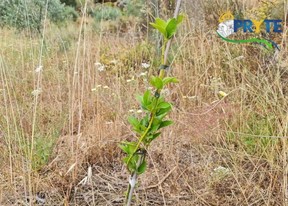 Quinta para Venda em Salgueiro do Campo Foto 79