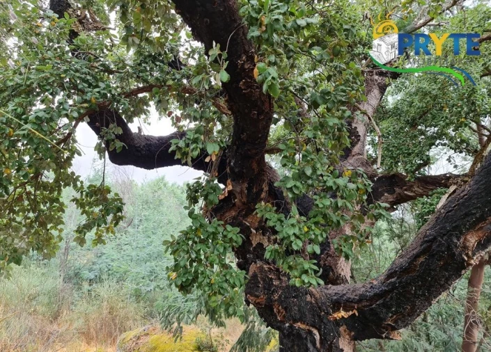 Quinta para Venda em Salgueiro do Campo Foto 5