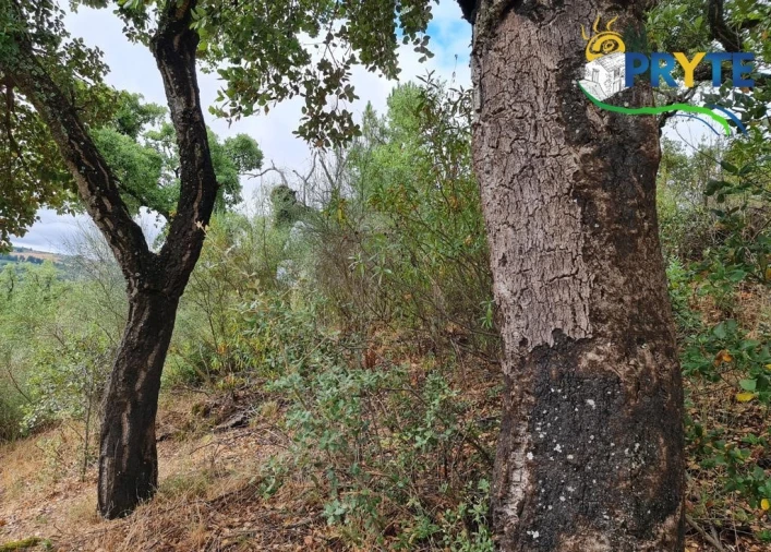 Quinta para Venda em Salgueiro do Campo Foto 7