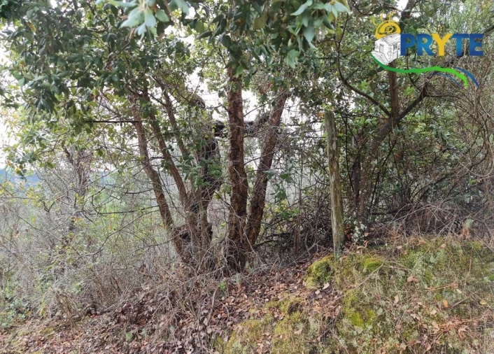 Quinta para Venda em Salgueiro do Campo Foto 9