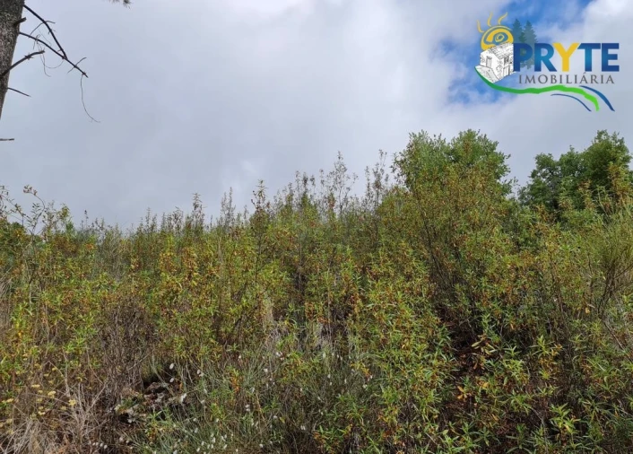 Quinta para Venda em Salgueiro do Campo Foto 10