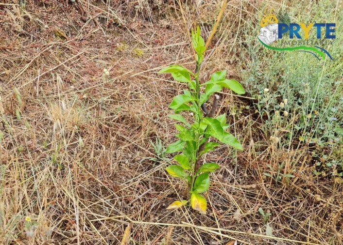 Quinta para Venda em Salgueiro do Campo Foto 20